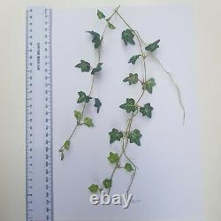 Update soon 50 cm Long Miniature IVY CREEPER CLIMBER Hanging Dollhouse V4